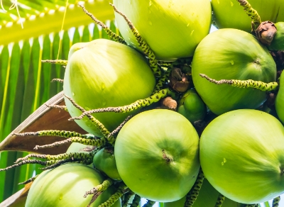 Coconut Water